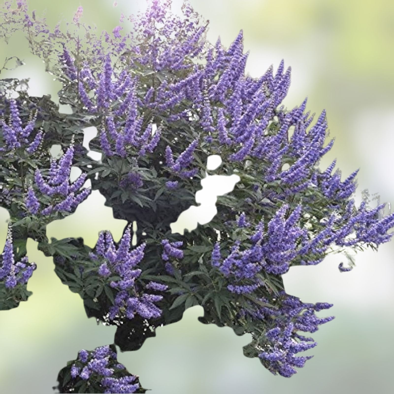 Blue Purple Vitex agnus-castus Chaste Tree Cutting Live Plant Starter Bare Root for Rooting Grafting