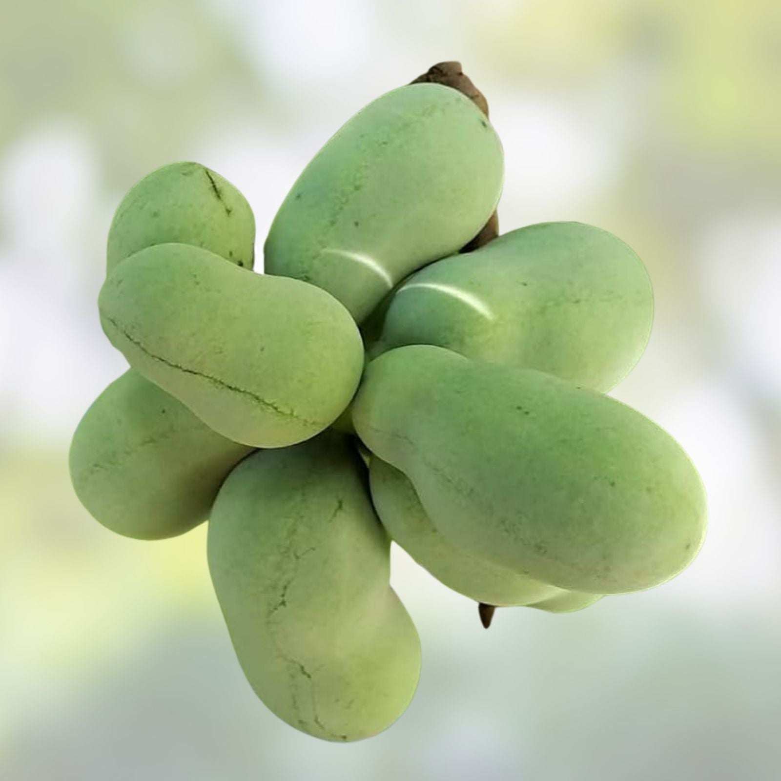 Paw Paw Tree Live Plant Set 12-18 Inches Asimina triloba Edible Fruit Trees 2-Pack Native American Garden Plants