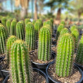 Echinopsis Spachiana Golden Torch Cactus Cutting 12" Succulent Houseplant Indoor Garden Decor Low Maintenance