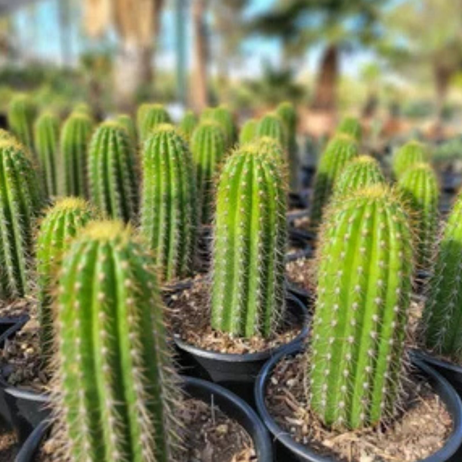 Echinopsis Spachiana Golden Torch Cactus Cutting 12" Succulent Houseplant Indoor Garden Decor Low Maintenance