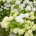 Popcorn Viburnum Live Plant Deciduous Shrub 20-24 Inches Garden Landscape Viburnum plicatum f. plicatum