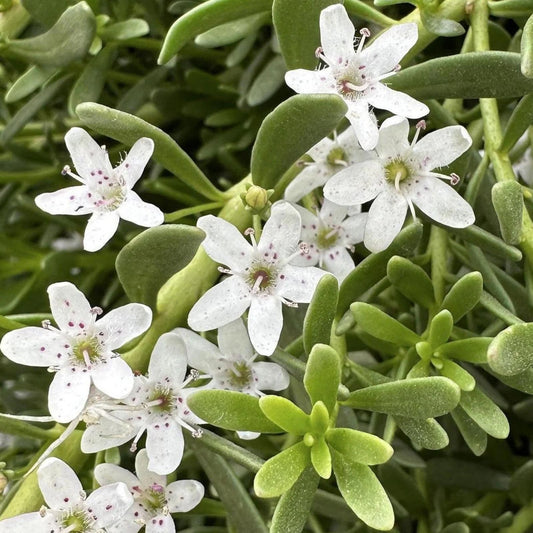 Myoporum parvifolium cuttings, creeping boobialla, dwarf native myrtle, ground cover plants, live starter plants, outdoor landscaping