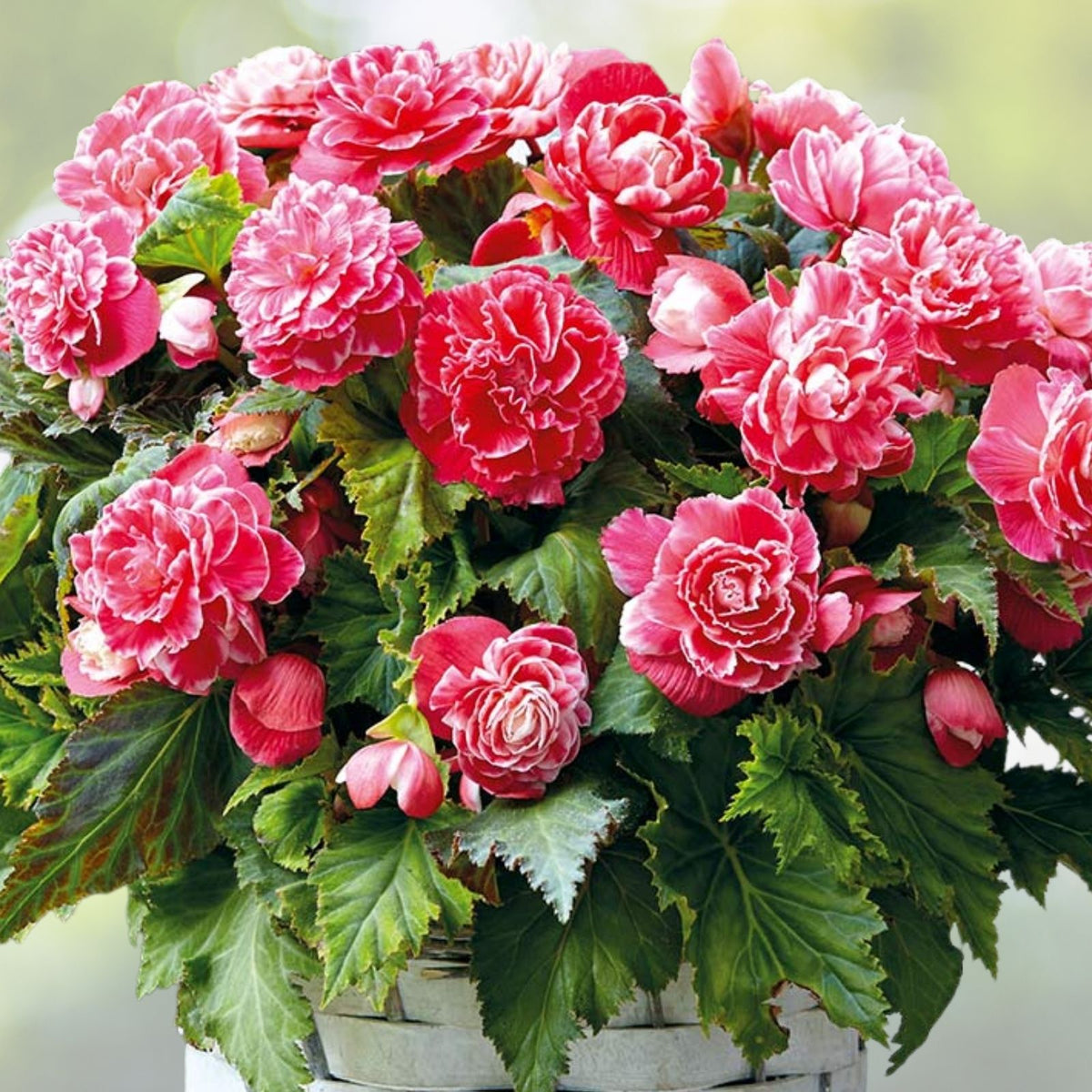 Royal Luxe Begonia Seeds 45 or 125 Non-GMO Flower Seeds Begonia x tuberhybrida