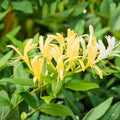 Japanese Honeysuckle Vine Live Plant, Lonicera japonica, Fragrant, Fast Growing, Rooted Starter Plant