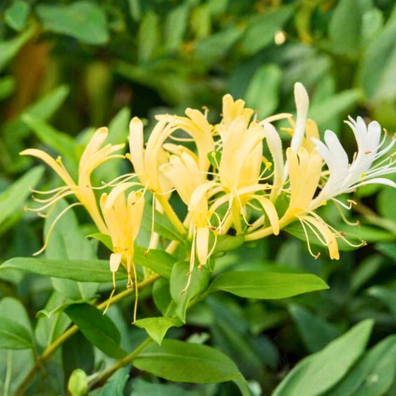 Japanese Honeysuckle Vine Live Plant, Lonicera japonica, Fragrant, Fast Growing, Rooted Starter Plant