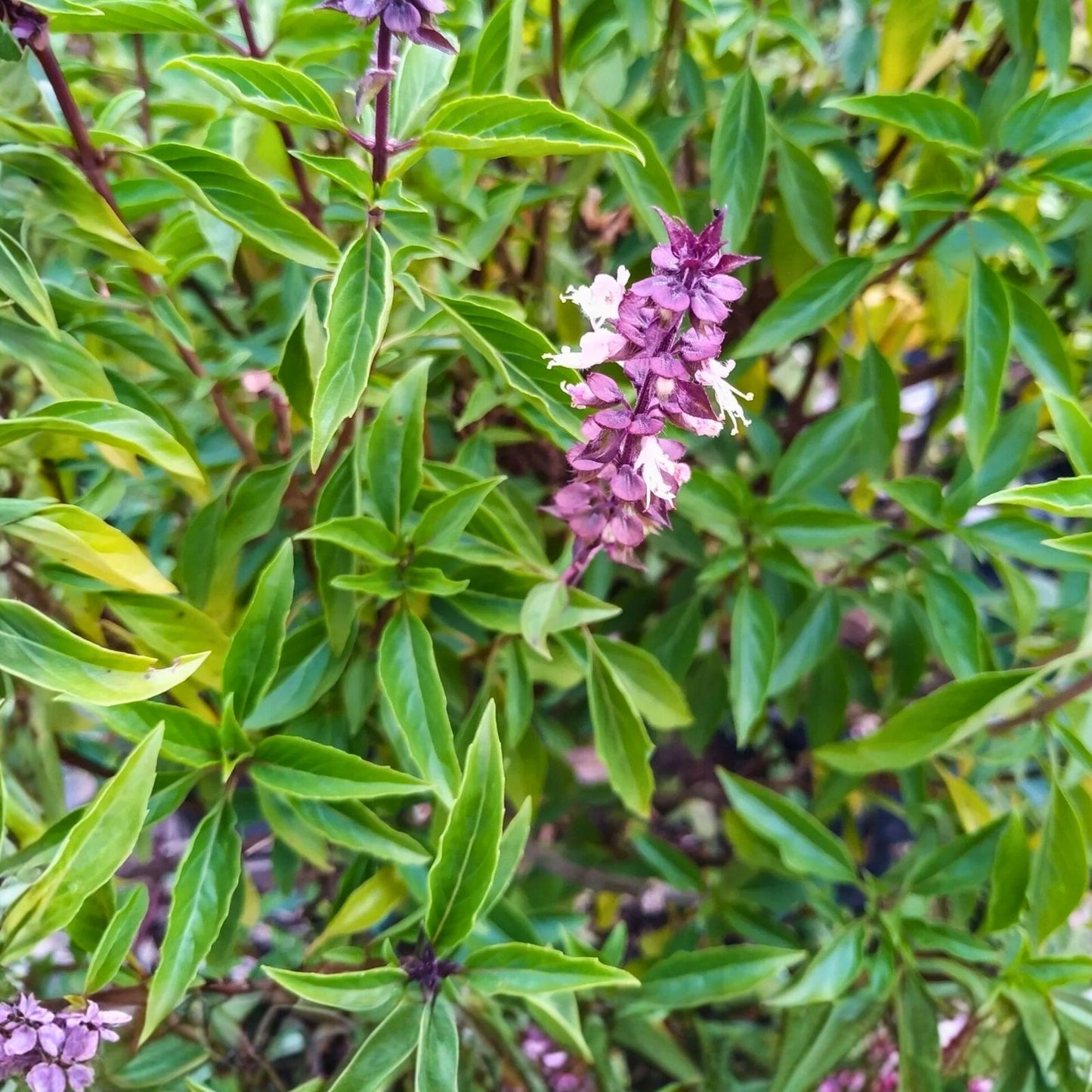 Licorice Basil Seeds 50 Count Non-GMO Herb Seeds for Gardening Cooking Ocimum basilicum Live Plant Cutting