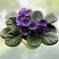 African Violet Leaf Cutting - Double Blue Boy - Saintpaulia ionantha - Live Plant Propagation Material