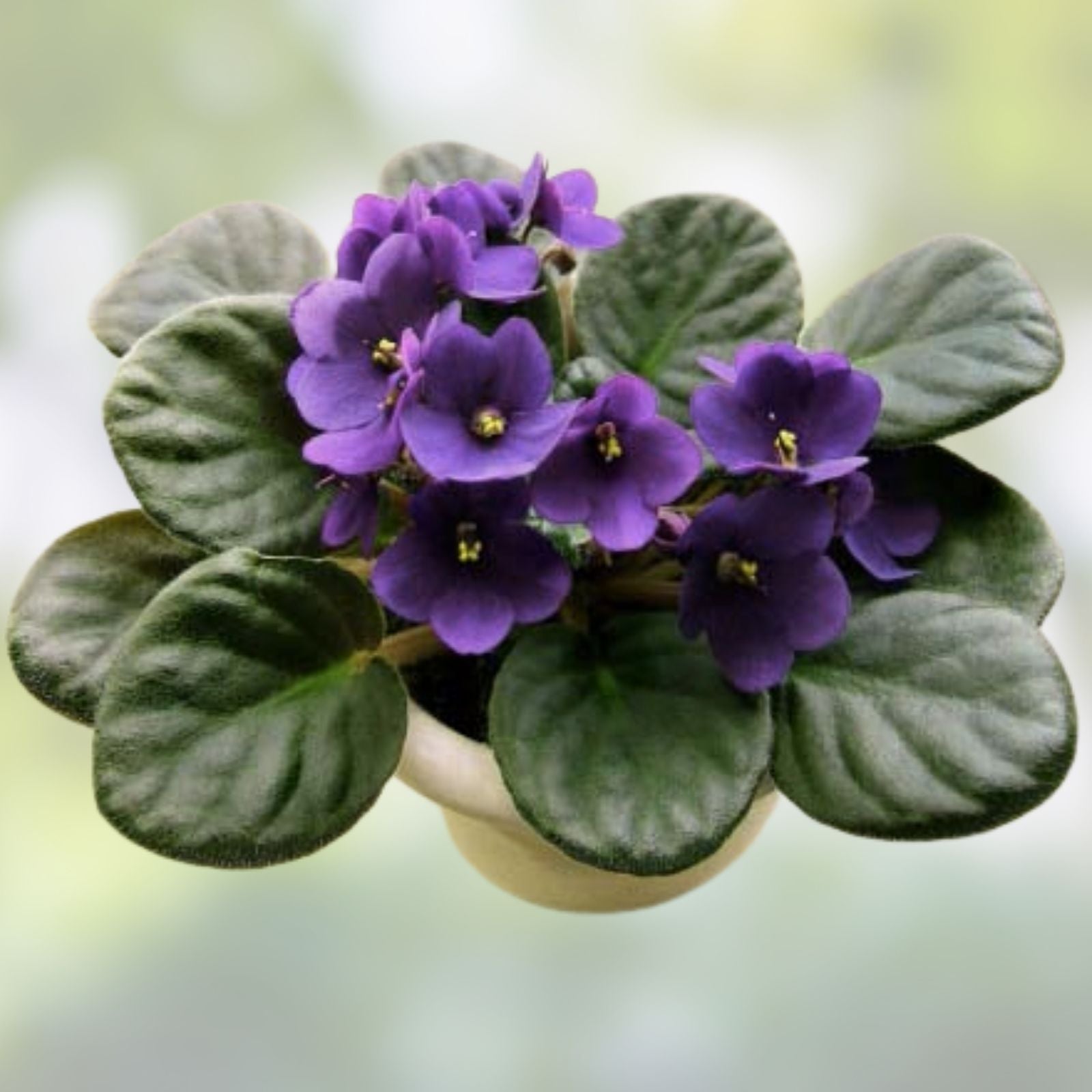 African Violet Leaf Cutting - Double Blue Boy - Saintpaulia ionantha - Live Plant Propagation Material