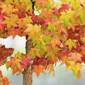 American Sweet Gum Tree Seeds Liquidambar styraciflua 15 Pack Ornamental Fast Growing Live Plant