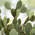 Coastal Prickly Pear Cactus Opuntia Littoralis 2-Pad Live Succulent Plant Drought-Tolerant Garden Container