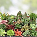 Assorted Succulent Leaves for Propagation, Variety Pack, Live Plant Cuttings, Houseplant Starter, Free Shipping