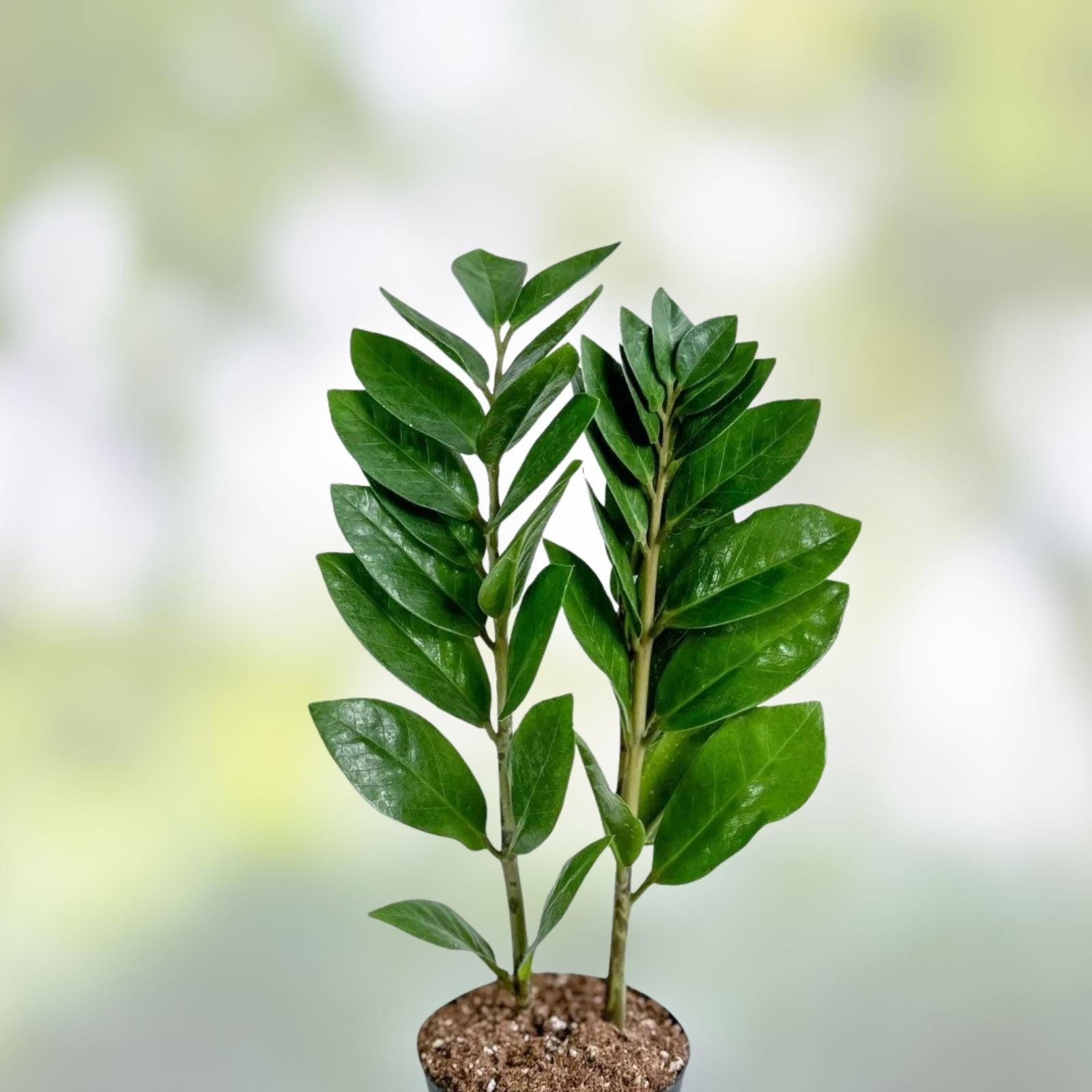 ZZ Plant Cuttings 4 Inch Indoor Houseplant Easy Care Zamioculcas zamiifolia Live Starter Plant
