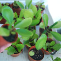 Bryophyllum pinnatum Life Plant Cutting 6 Stems Live Indoor Outdoor Houseplant Propagation