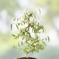 Curly Willow Trees 4 Pack, Salix matsudana, Fast Growing Ornamental Bonsai, Live Tree, Landscaping, Garden, Bare Root, Starter Plant