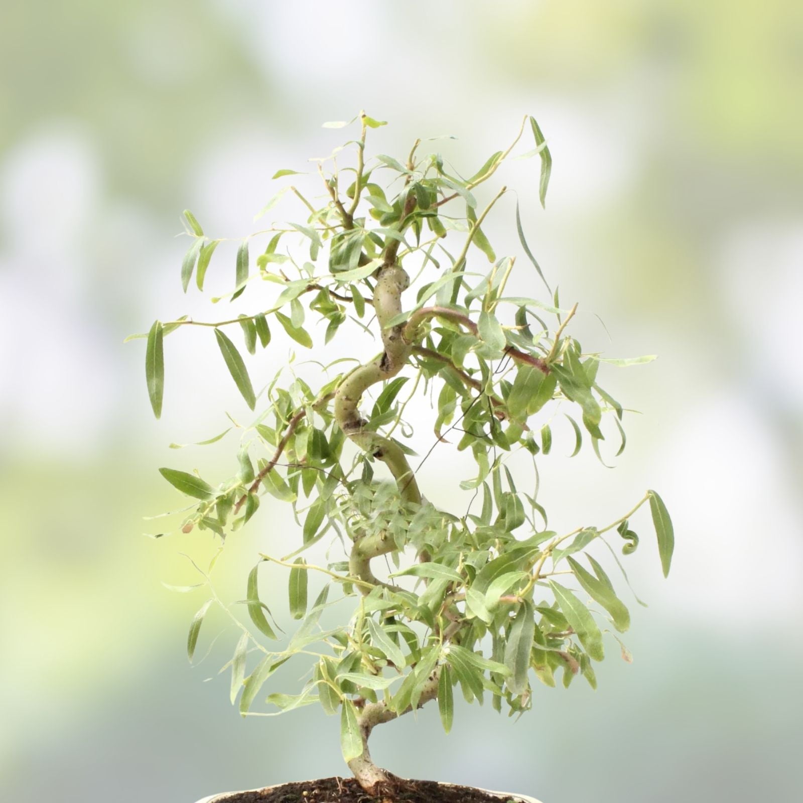 Curly Willow Trees 4 Pack, Salix matsudana, Fast Growing Ornamental Bonsai, Live Tree, Landscaping, Garden, Bare Root, Starter Plant