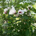 Set of 4 Rose of Sharon Plants Hibiscus syriacus Live Hardy Shrubs 12-24 Inches Mixed Colors Zones 5-9