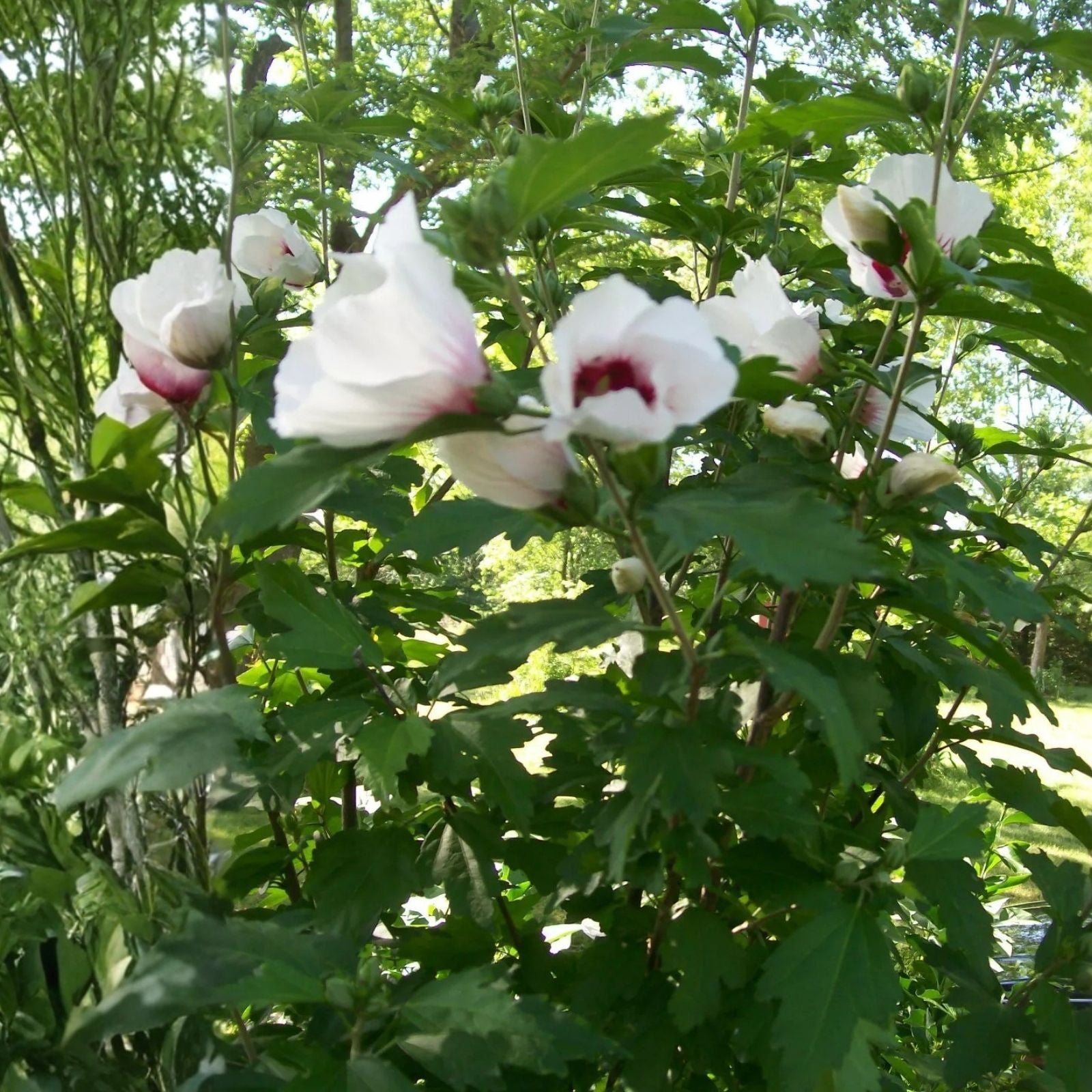 Set of 4 Rose of Sharon Plants Hibiscus syriacus Live Hardy Shrubs 12-24 Inches Mixed Colors Zones 5-9