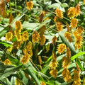 Northern Sea Oats Live Plants 5 Pack Chasmanthium latifolium Ornamental Grass Bare Root Landscape Plant