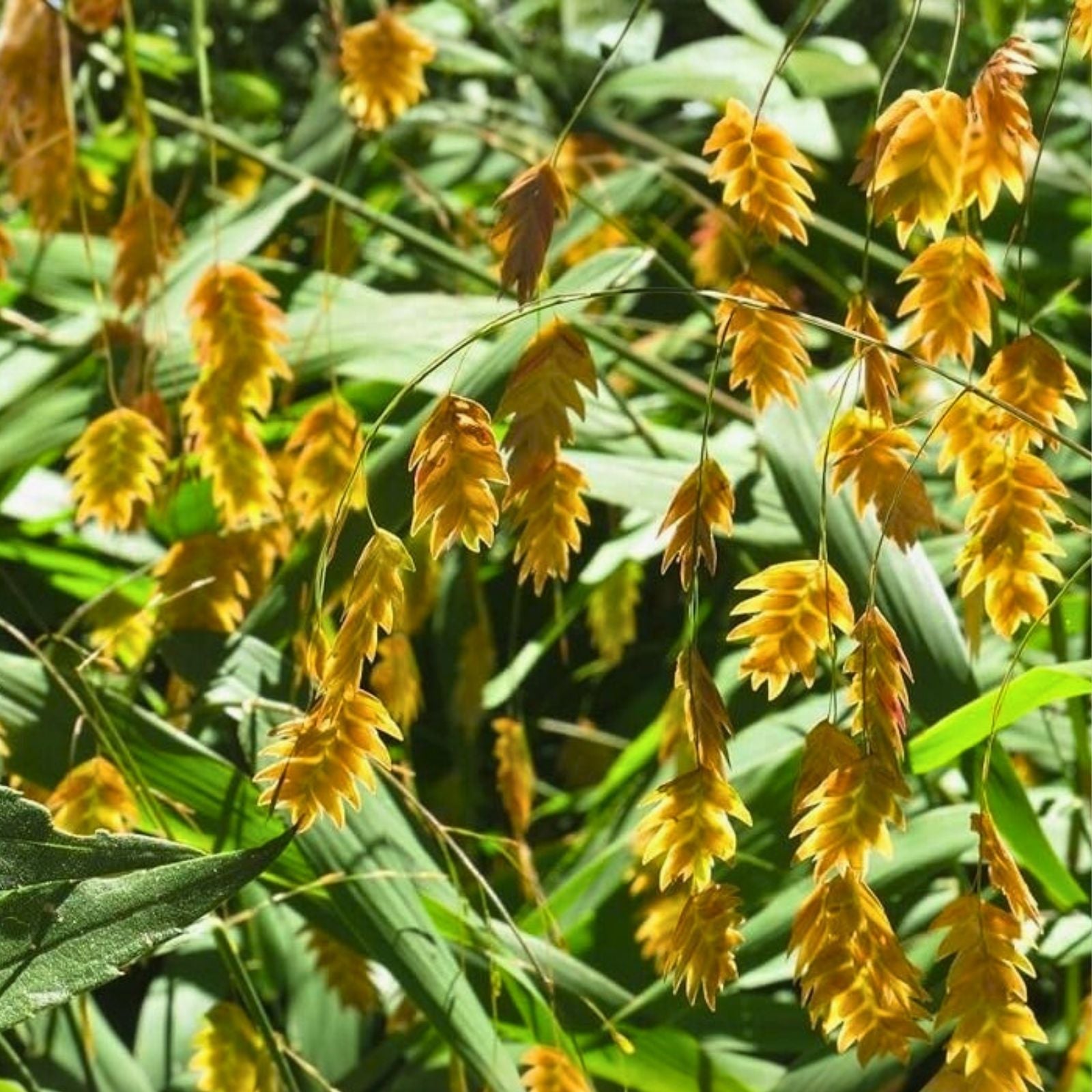 Northern Sea Oats Live Plants 5 Pack Chasmanthium latifolium Ornamental Grass Bare Root Landscape Plant