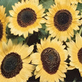 Lemon Queen Sunflower Seeds Organic Helianthus annuus Live Plant Bare Root Starter Flower Seeds Free Shipping