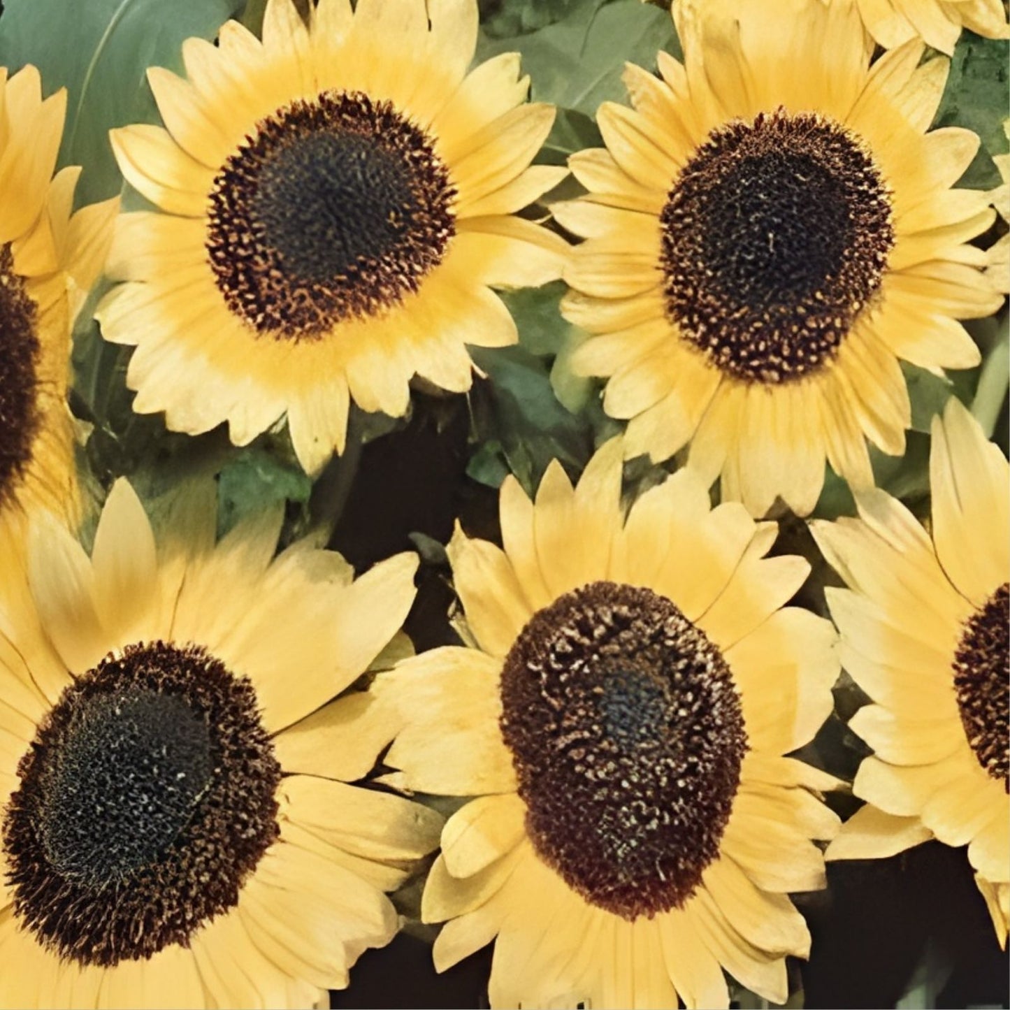 Lemon Queen Sunflower Seeds Organic Helianthus annuus Live Plant Bare Root Starter Flower Seeds Free Shipping