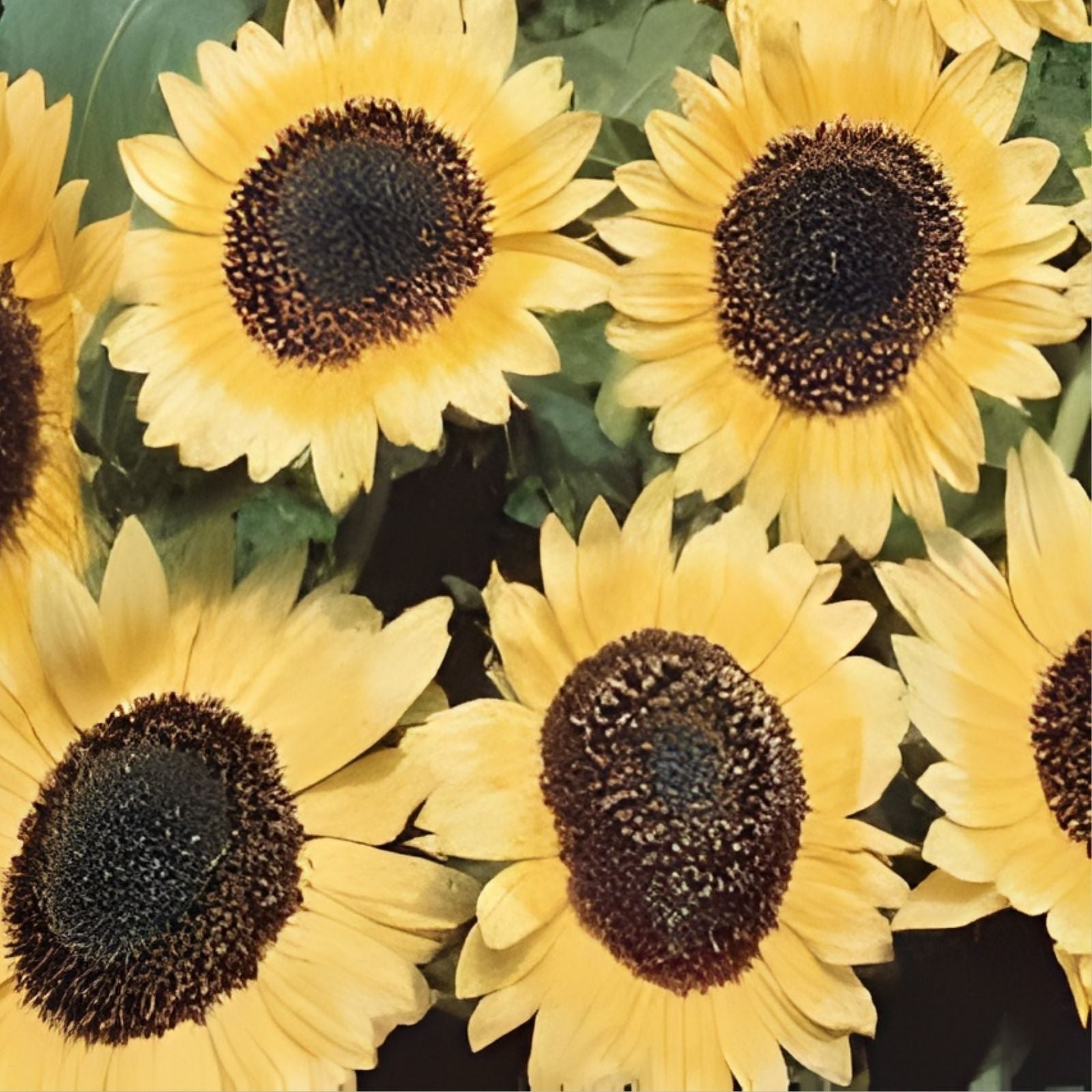 Lemon Queen Sunflower Seeds Organic Helianthus annuus Live Plant Bare Root Starter Flower Seeds Free Shipping