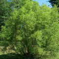 Black Willow Cuttings 25 Unrooted Salix Nigra Live Plant Privacy Hedge Starter