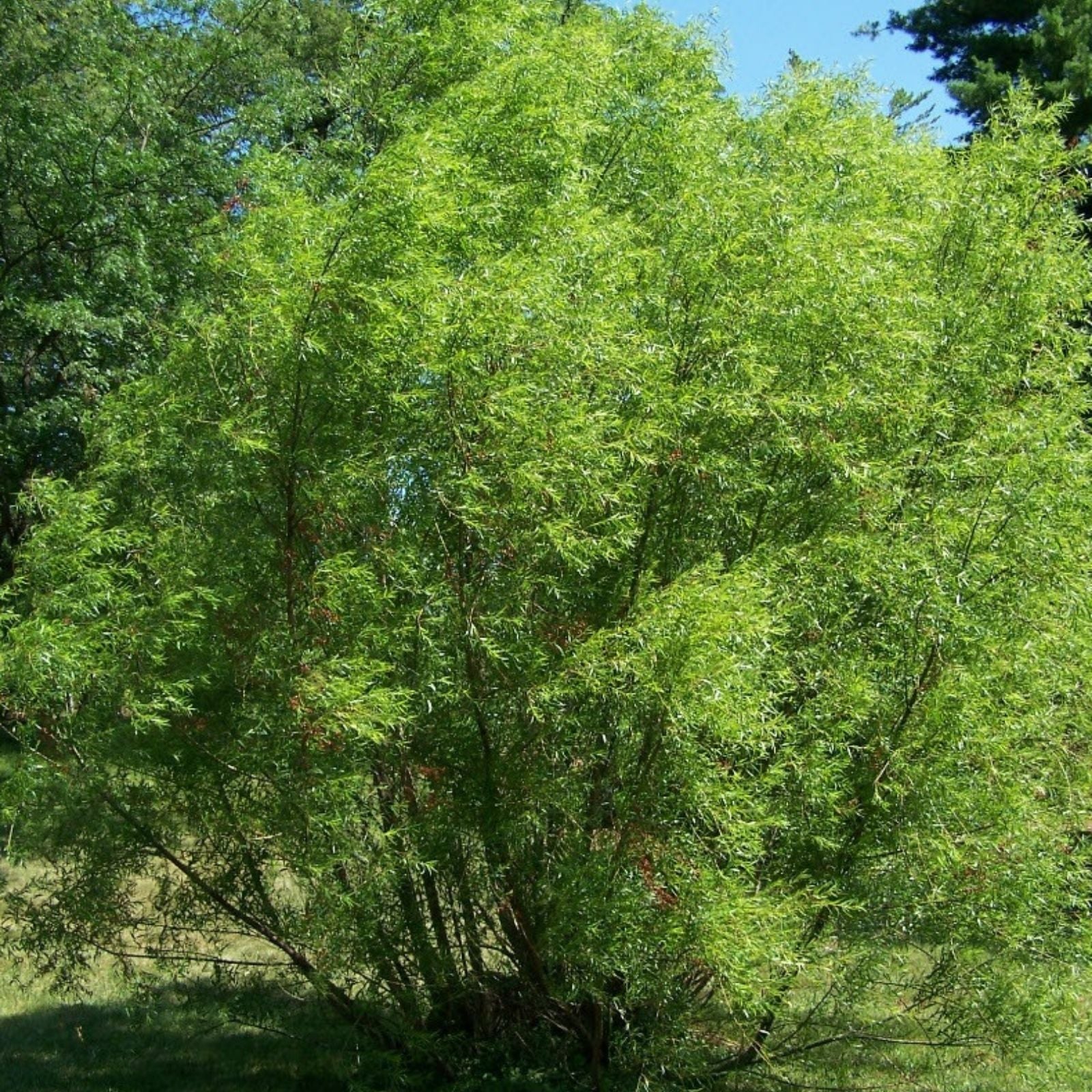 Black Willow Cuttings 25 Unrooted Salix Nigra Live Plant Privacy Hedge Starter