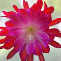 Epiphyllum Audrey's Star Cutting Rare Orchid Cactus Live Plant Indoor Propagation Starter