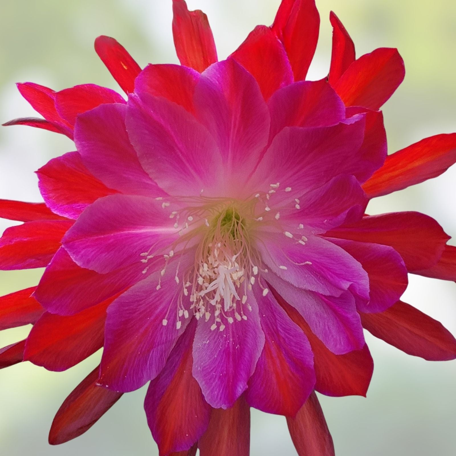 Epiphyllum Audrey's Star Cutting Rare Orchid Cactus Live Plant Indoor Propagation Starter