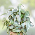 Cebu Blue Pothos Cutting Epipremnum pinnatum 4 Node Unrooted Houseplant Rare Blue Variegation Free Shipping
