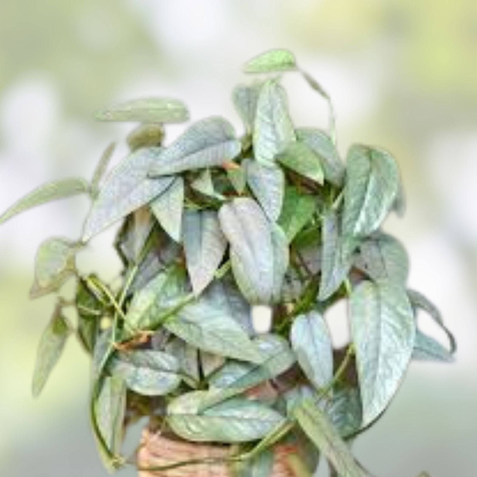 Cebu Blue Pothos Cutting Epipremnum pinnatum 4 Node Unrooted Houseplant Rare Blue Variegation Free Shipping
