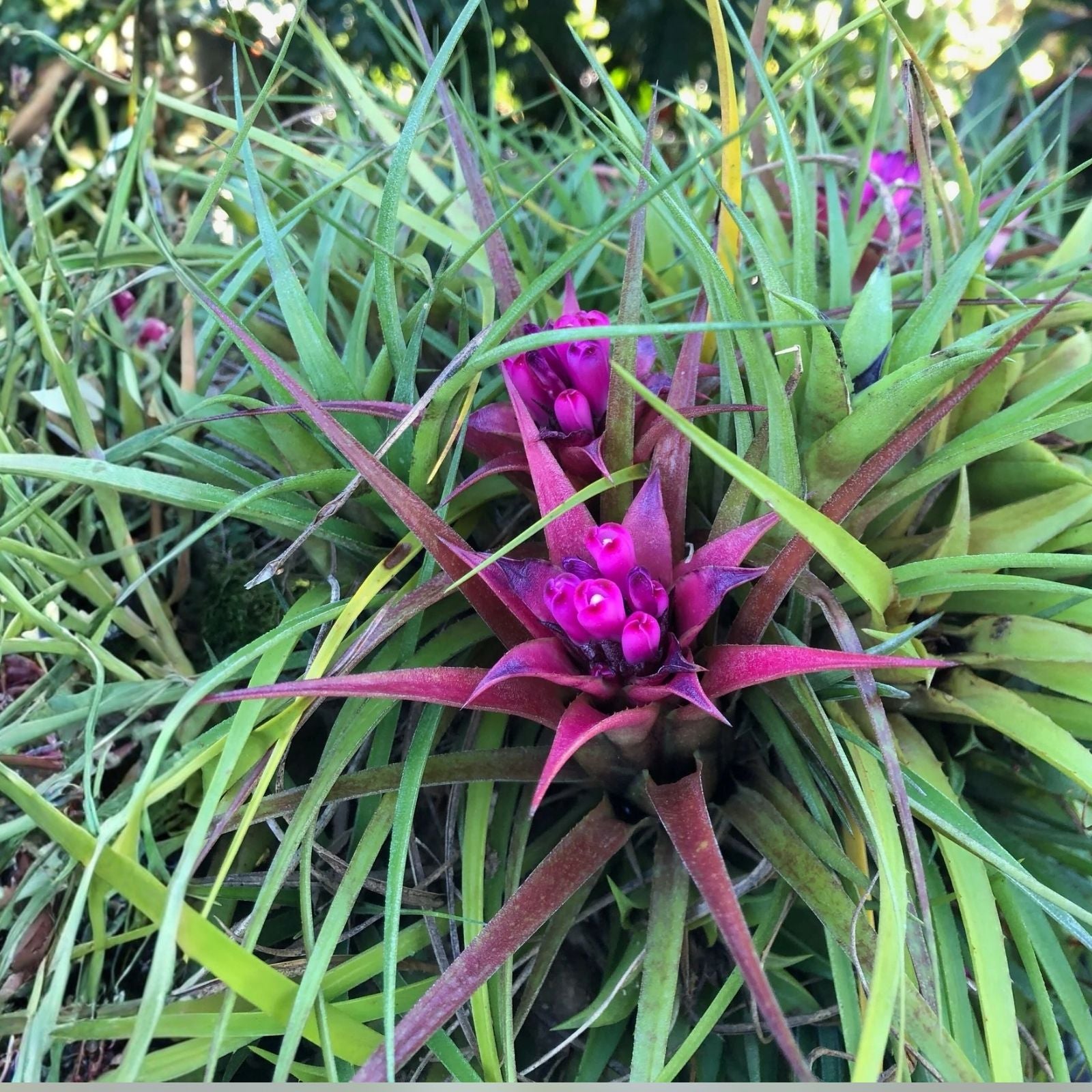 Aechmea Recurvata Bromeliad Live Plant Rooted Cutting Tropical Indoor Outdoor Houseplant Unique Foliage