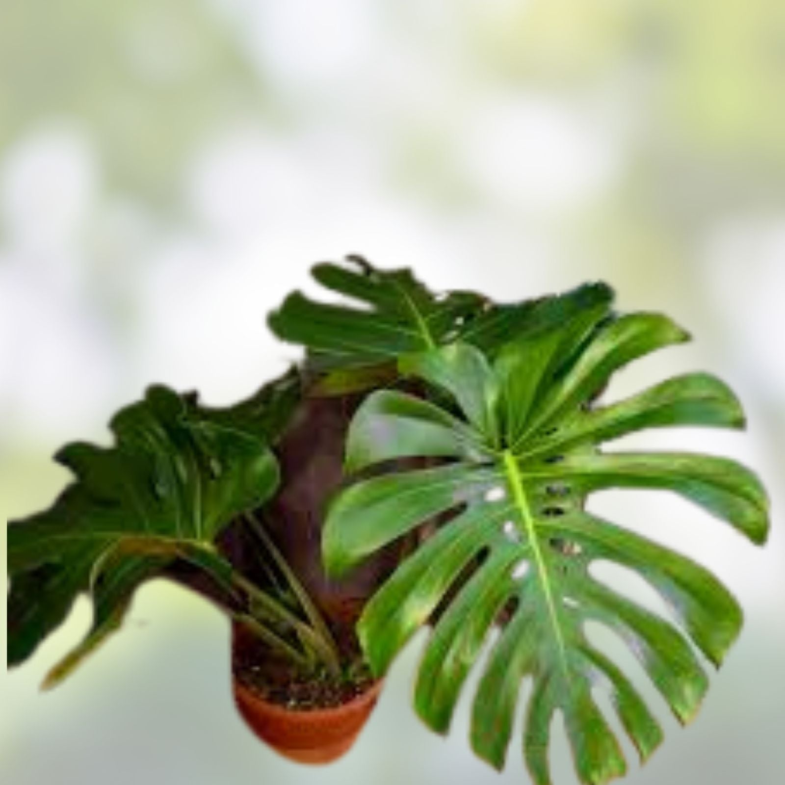 Rare Monstera Dissecta Cutting - Live Rooted Tropical Houseplant, Monstera Adansonii, Unique Indoor Plant, Fast Growing, No Pot