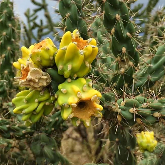 Live Cholla Cactus Cuttings – 3 Jumping Cholla Plants for Indoor Outdoor Garden, Native Arizona Succulents, Starter Plants