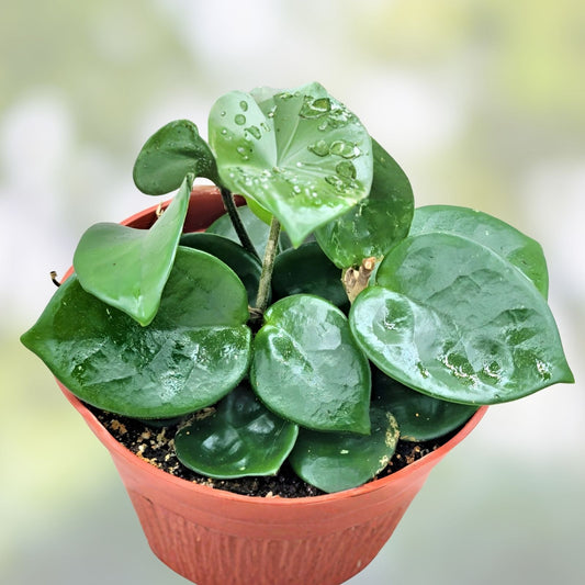 Hoya Carnosa Chelsea Cutting, Live Indoor Houseplant, Easy Care Succulent, Rooted Hoya Plant, Starter Plant, Houseplant