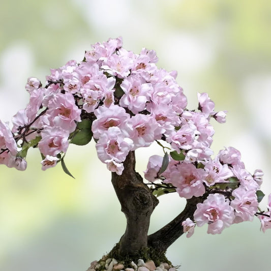 Japanese Cherry Blossom Bonsai Seeds - Prunus serrulata Flowering Sakura Tree Seeds - Live Plant Starter or Cutting