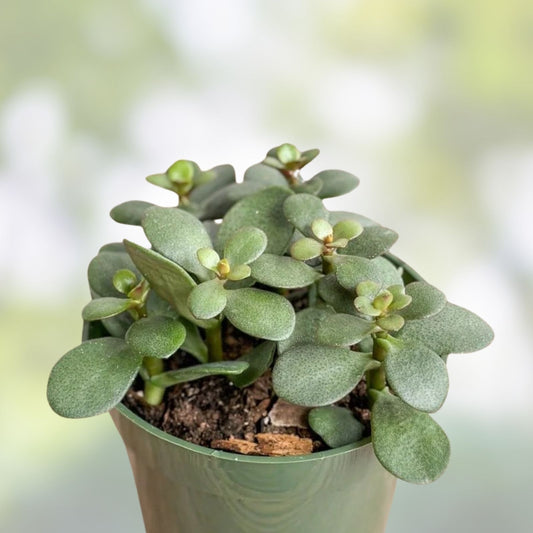 Jade Plant Leaflets Set of 12 | Succulent Propagation Leaves | Crassula ovata Live Plant Cuttings for Gardening