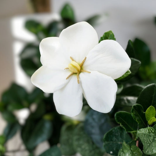 Kleim's Hardy Gardenia Live Plant 6-10 Inches Dwarf Fragrant Evergreen Gardenia jasminoides