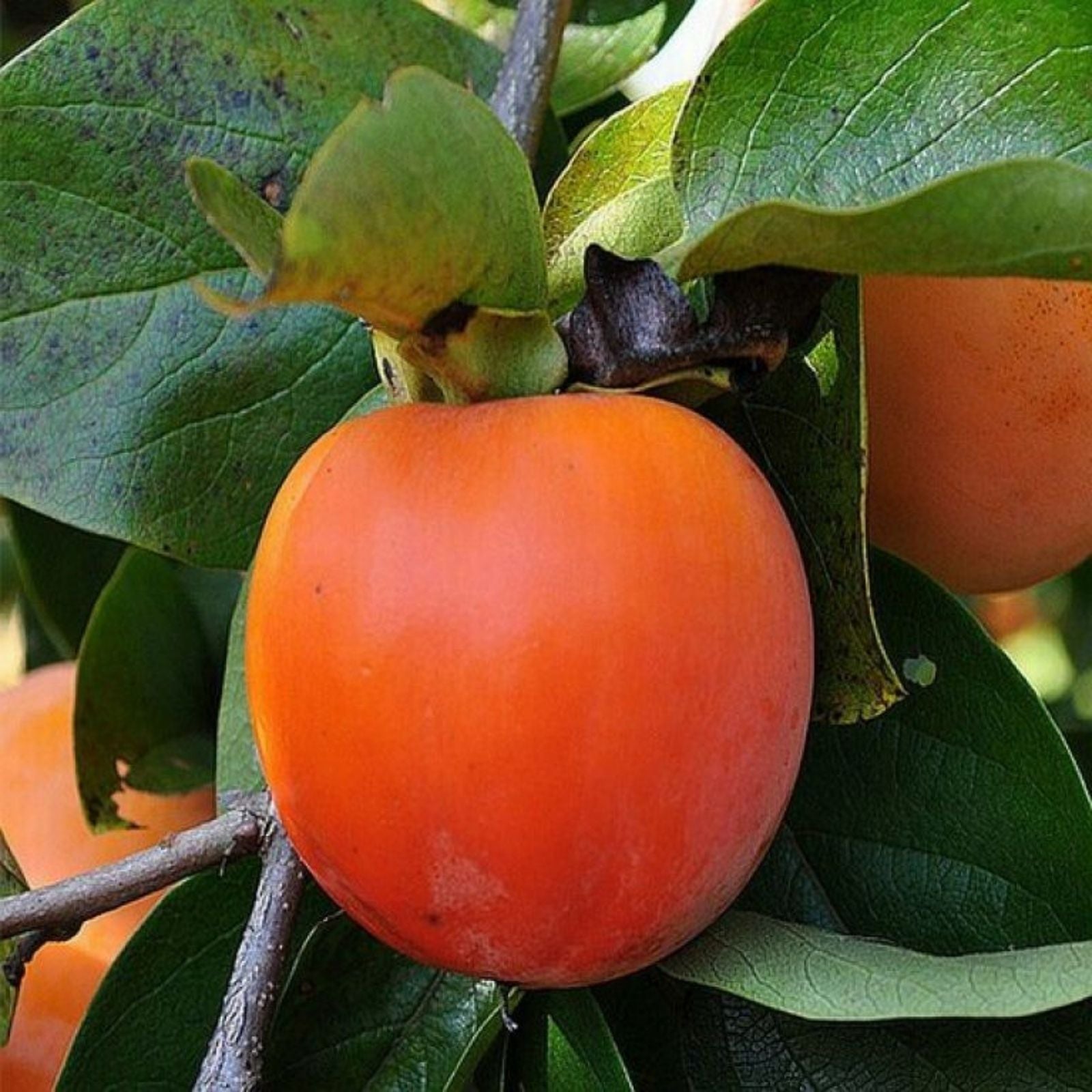 Japanese Fuyu Persimmon Tree Scions 6-8in, Diospyros kaki, Fruit Tree Cutting for Grafting & Propagation