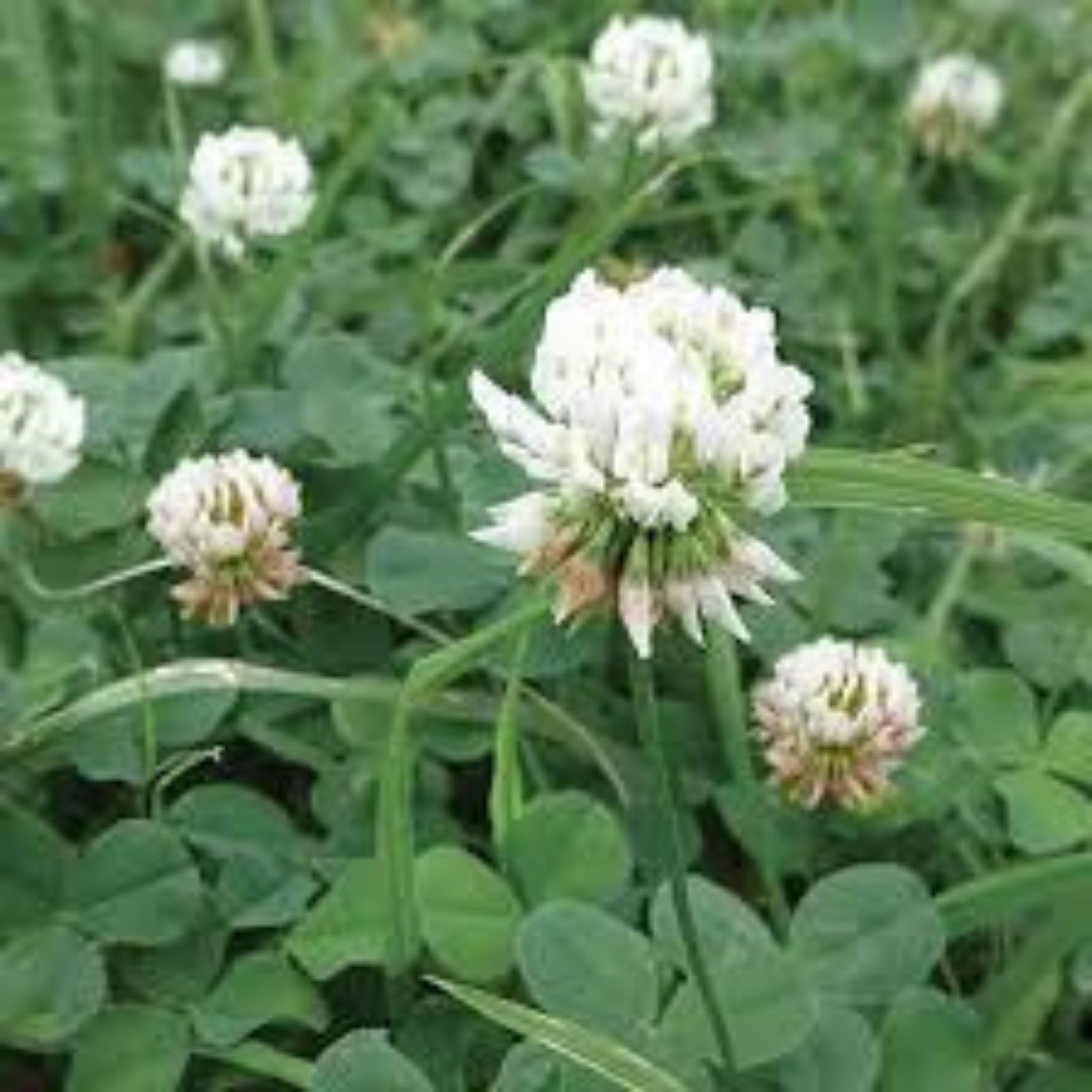 Dutch White Clover Seeds 1 lb Trifolium repens Ground Cover Drought-Resistant Nitrogen-Fixing Lawn Garden Plant