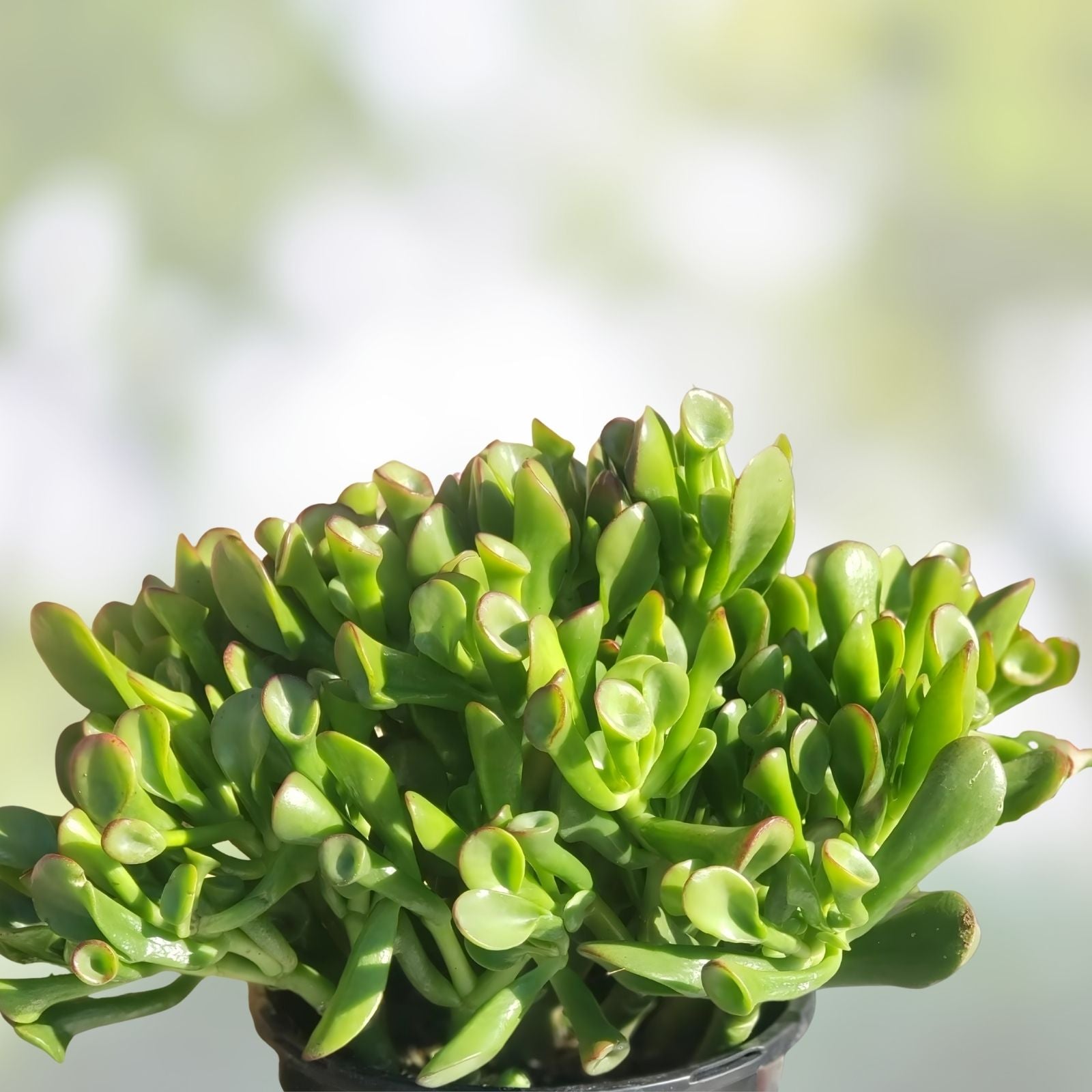 Gollum Jade Plant Cuttings, Succulent, Dwarf Crassula ovata 'Gollum', Live Houseplant, 5-inch Starter Plant