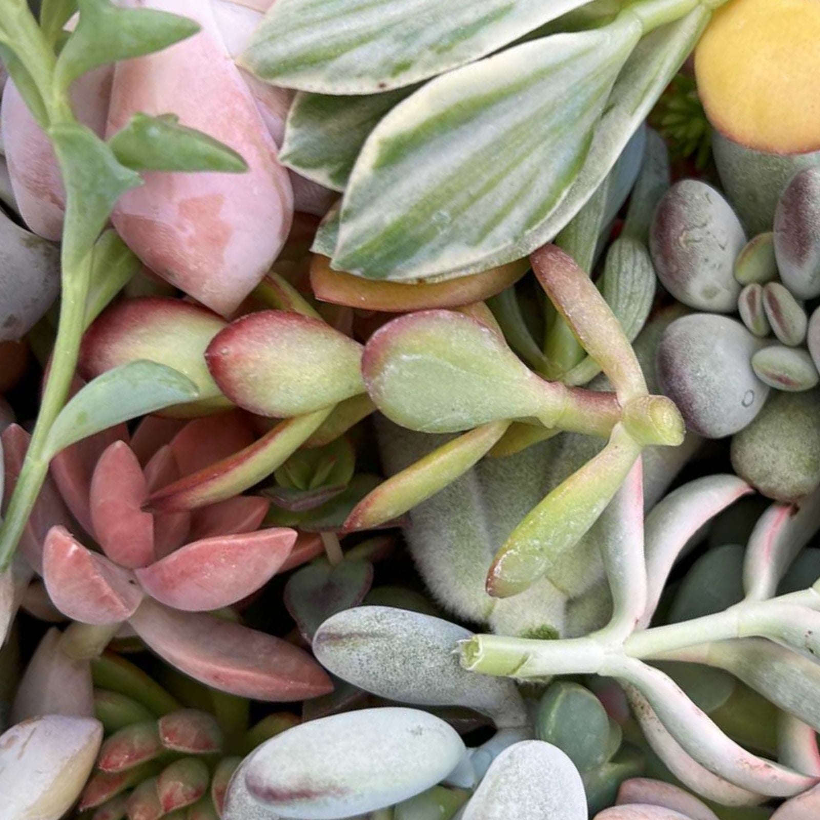 Succulent Cuttings Set 22 Varieties Echeveria Sedum Aloe Live Plants for Home Decor Planting and Arranging