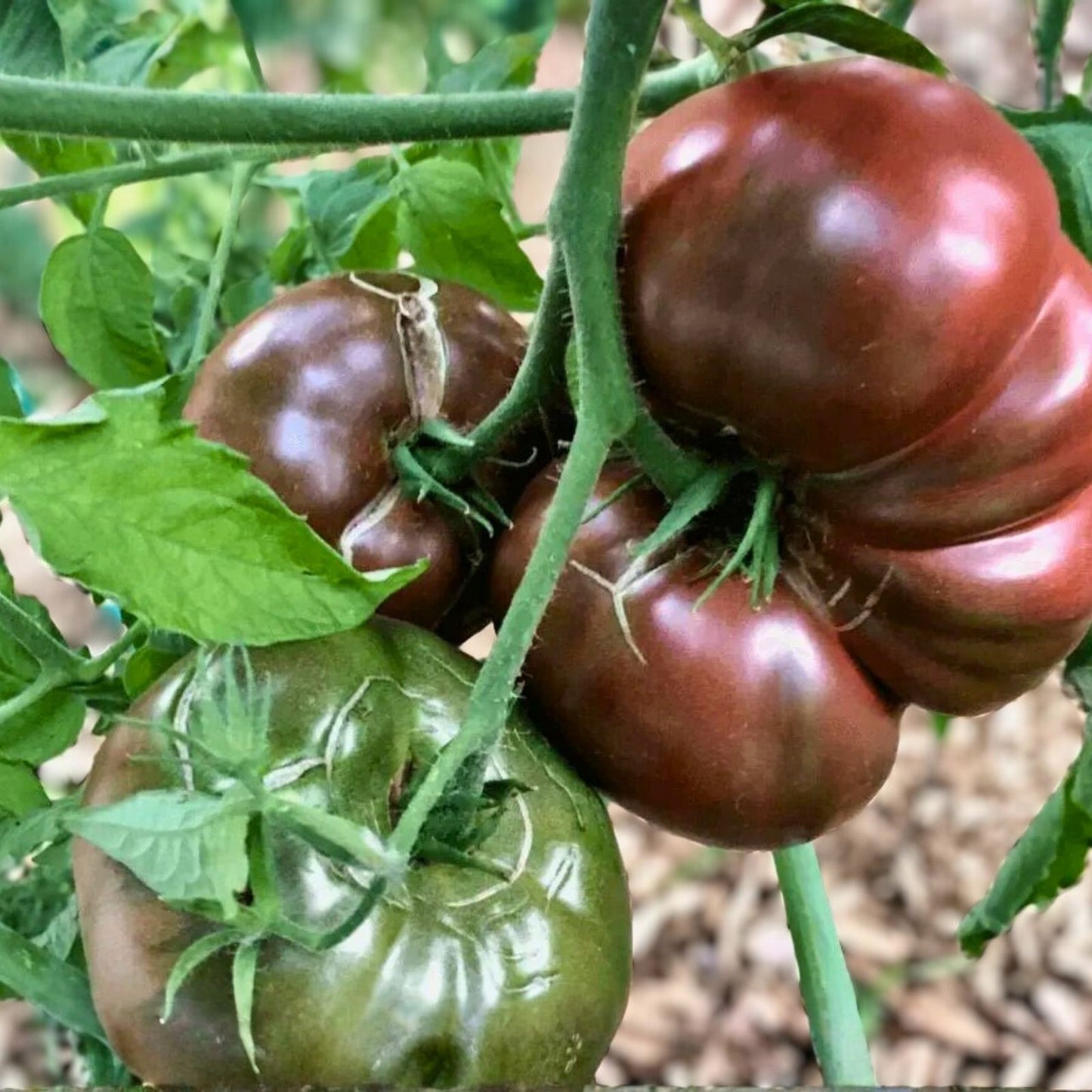 Heirloom Tomato Seeds Collection 4 Varieties Organic Non-GMO Solanum lycopersicum Vegetable Seeds