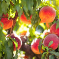 Peach Tree Cuttings Prunus persica Live Plant Propagation Starter Bare Root Fruit Tree Gardening Supplies