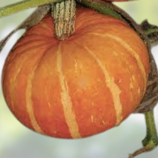 Orange Cutie Squash Seeds - 10 Pack, Easy to Grow Cucurbita pepo Vegetable Seeds for Home Gardening, Fast Growing Squash Seeds