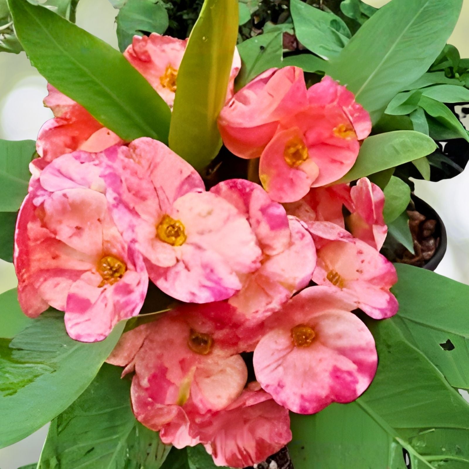 Rooted Thai Hybrid Crown of Thorns Julia Euphorbia milii Succulent Plant Indoor Garden Starter Cutting
