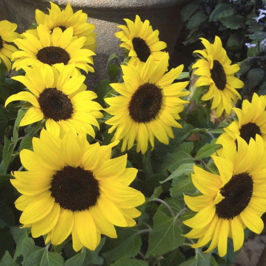 Lucky Nut Bush Seeds 5 Pack - Thevetia peruviana Tropical Garden Plant - Hardy Evergreen Shrubs - Easy to Grow