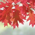 Red Oak Tree Seeds, Bonsai Variety, Quercus rubra, 5 Seeds for Planting, Ornamental Landscaping, Fresh Stock