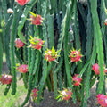 Dragon Fruit Cutting David Bowe Hylocereus undatus Edible Tropical Fruit Plant Cactus Houseplant